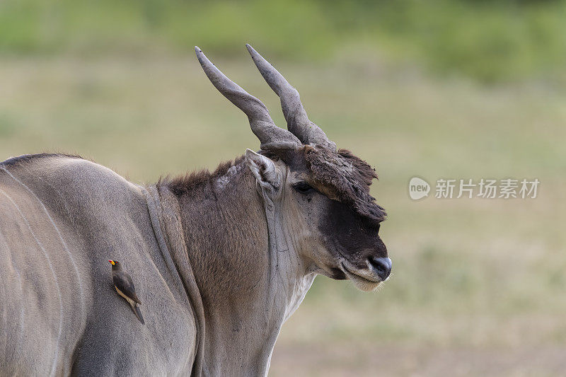 非洲的Cape Eland